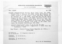 Uromyces polygoni-avicularis image